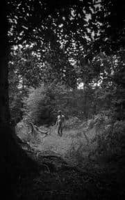 Beneath the dappled canopy, the soul's ancient path.