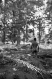 Beyond the frond, the wildwood's quiet call.