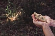 **Cradling the Earth's Ancient Whisper in Wildwood Light.**