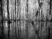 Still waters hold the Wildwood's silent gaze.