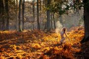 The Wildwood's golden breath, a soul's quiet return.
