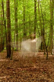 Through Ancient Leaves, a Luminous Echo Softly Drifts.
