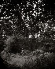 Through Fractured Light, the Wildwood's Echo.