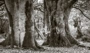 Timeless Sentinels of the Wildwood's Deep Heart.