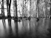 **Whispers of the Wildwood, held in the water's dark glass.**